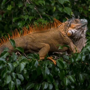 iguana