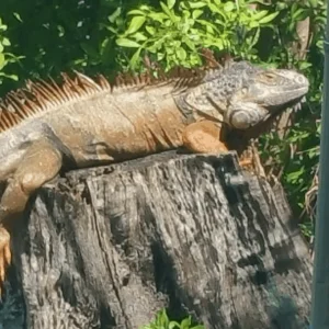 iguana