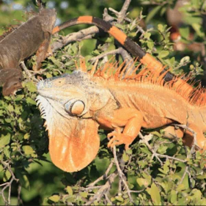 iguana