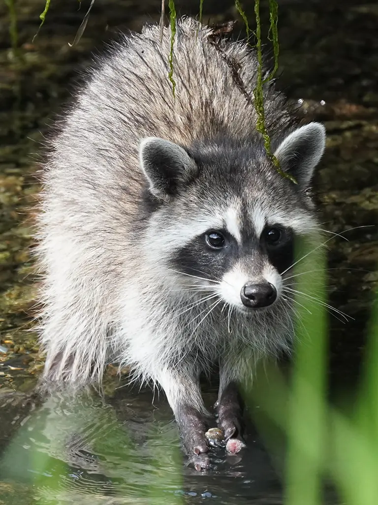 Racoon in Florida