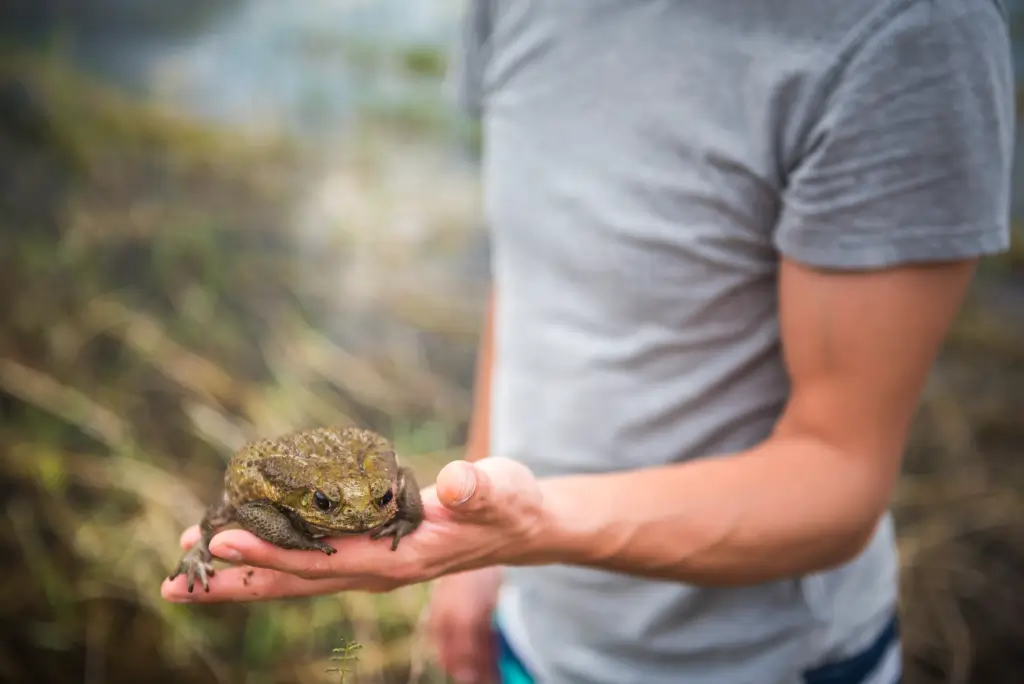 DIY Cane Toad Removal