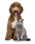 pet removal