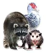 Wildlife - raccoon, duck, oposum