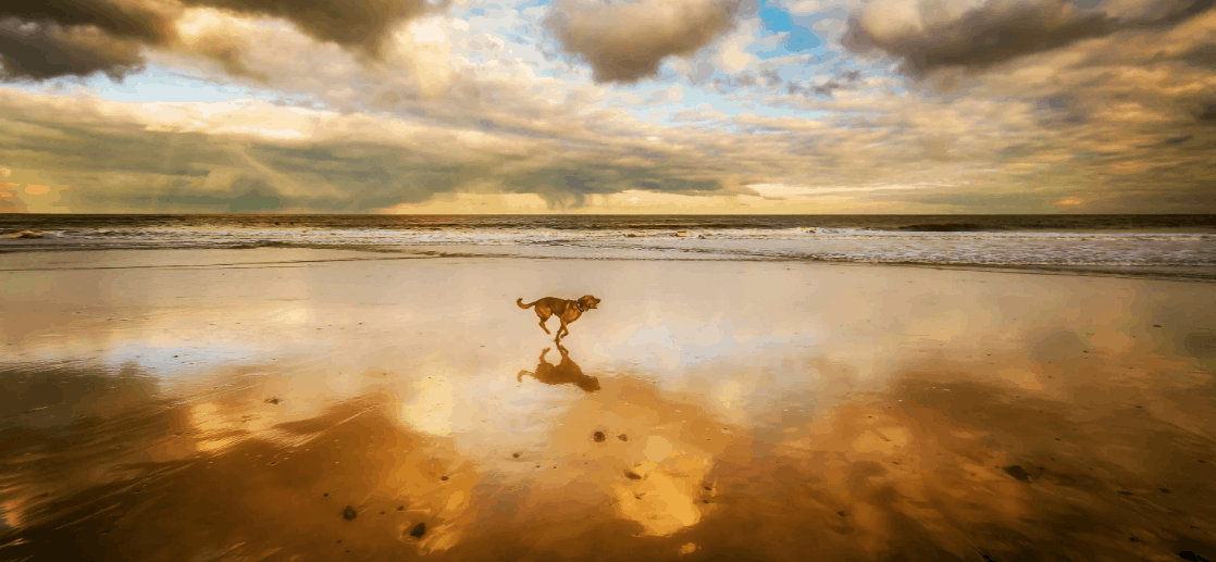 Dog running on the wet sand on Miami beach during an orange sunset