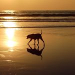 "An elderly canine strolls along the shoreline of a beach with golden sand, while the sun sets on the horizon, casting a warm orange glow over the sky and the water."