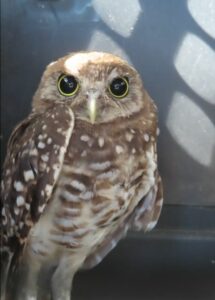 A burrowing owl standing a transport carrier after is was rescued from an area it could not fly out of.