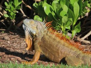 Orange colored Green Iguana in the morning sun at a park in Palmetto Bay Florida.