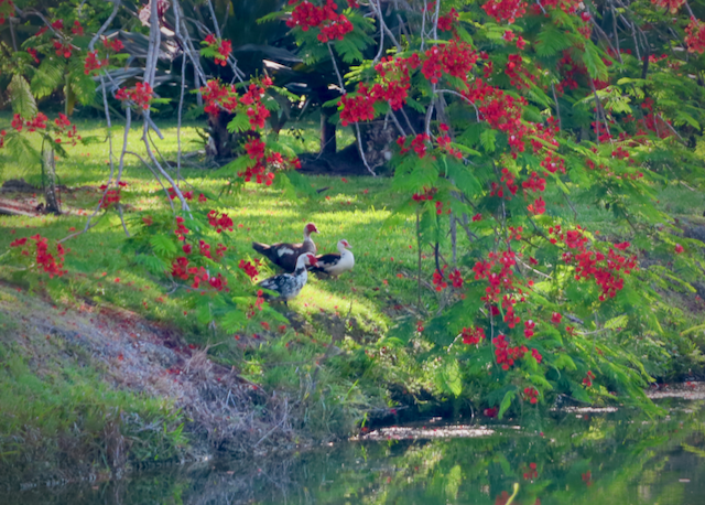 Muscovy ducks resting under a royal poinciana tree in a Miami back yard residence.