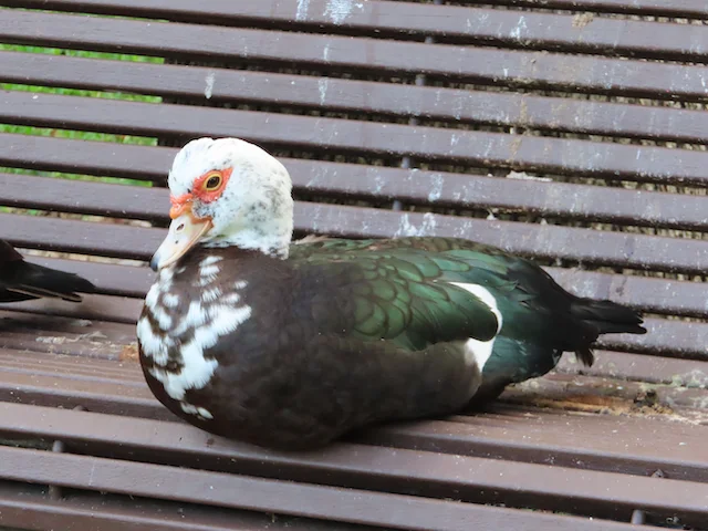 Muscovy ducks resting under a royal poinciana tree in a Miami back yard residence.