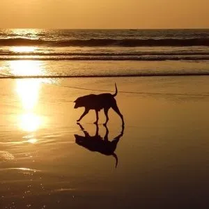 Dog Euthanasia
