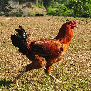 chicken running