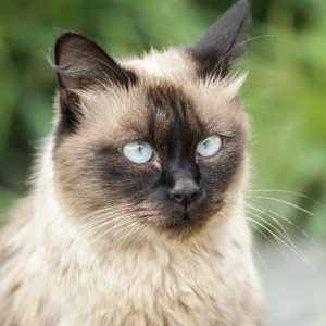 HAR_blue-eyed-cat