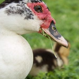 Florida Wildlife Management Muscovy Duck