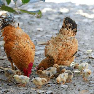HAR_Chicken two with babies family eating