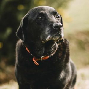HAR_Dog-portrait-of-old-labrador