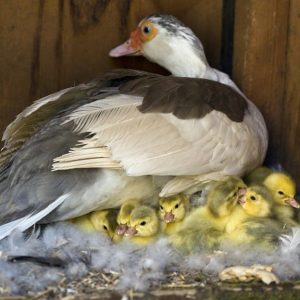 A Muscovy Duck On A Nest With Her Newly Hatched Ducklings