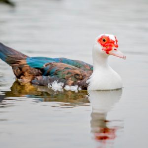 HAR_duck-in-water