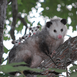 HAR_opossum-female-with-babies
