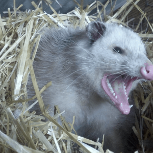 HAR_opossum-in-straw