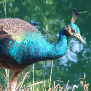 HAR_peacock