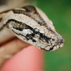 HAR_snakes-python