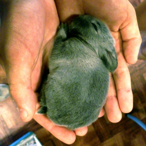 PNG Bunny in hand