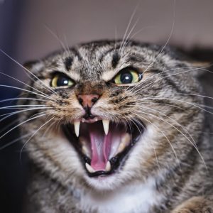 aggressive_cat
